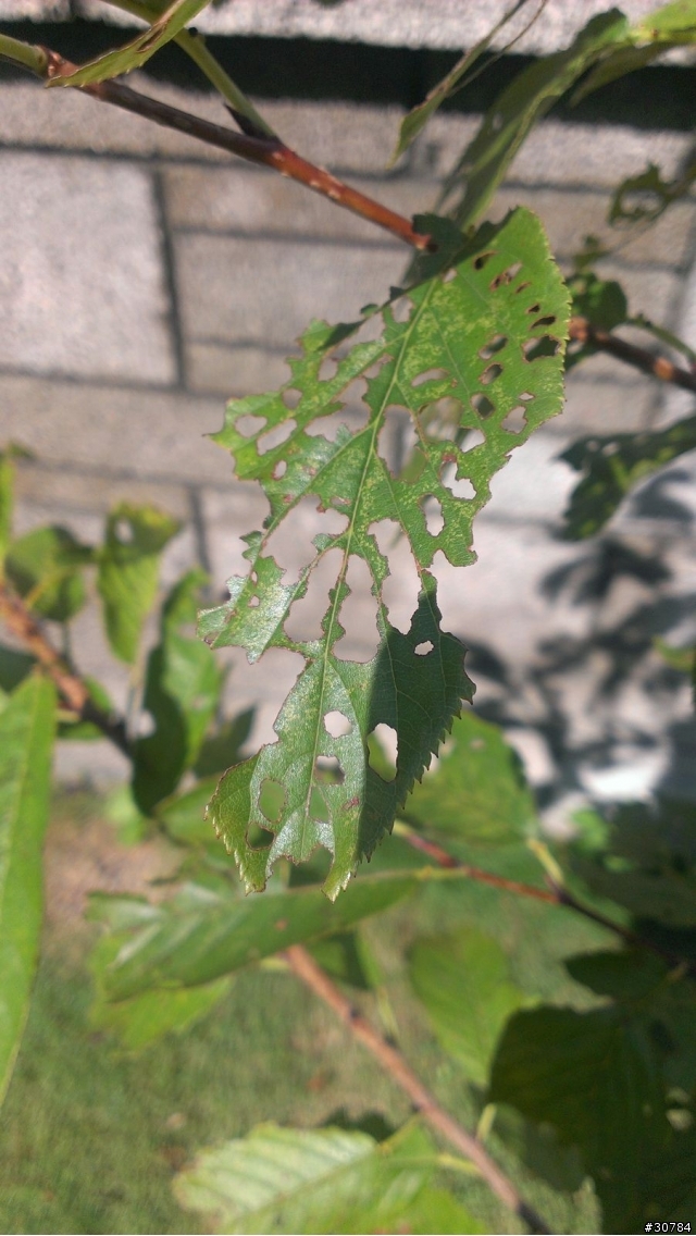 櫻花和玫瑰的葉子快被不知名的蟲吃光了