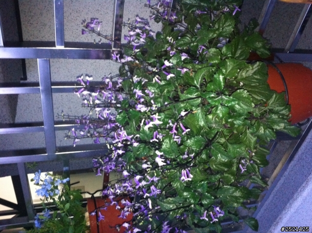 請問各位神人大大，這是什麼花