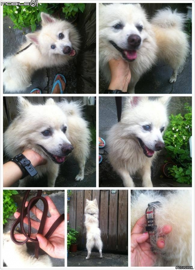 高雄鳳山白狐狸犬走失...