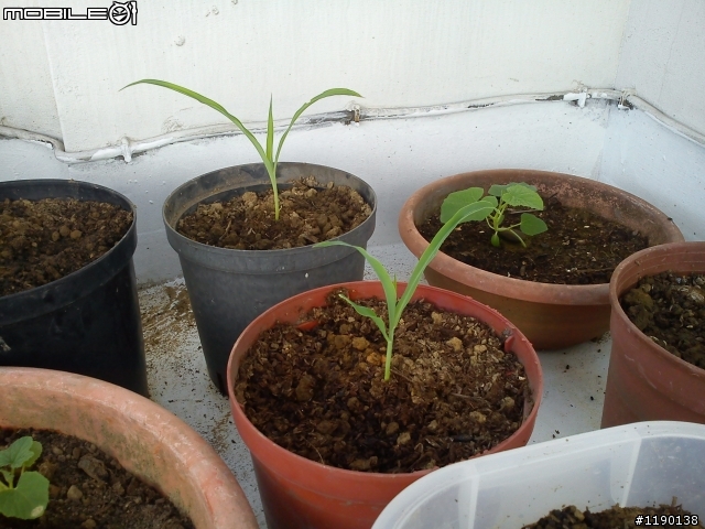 屋頂的有機菜園