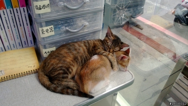 即刻救援 貓咪篇
