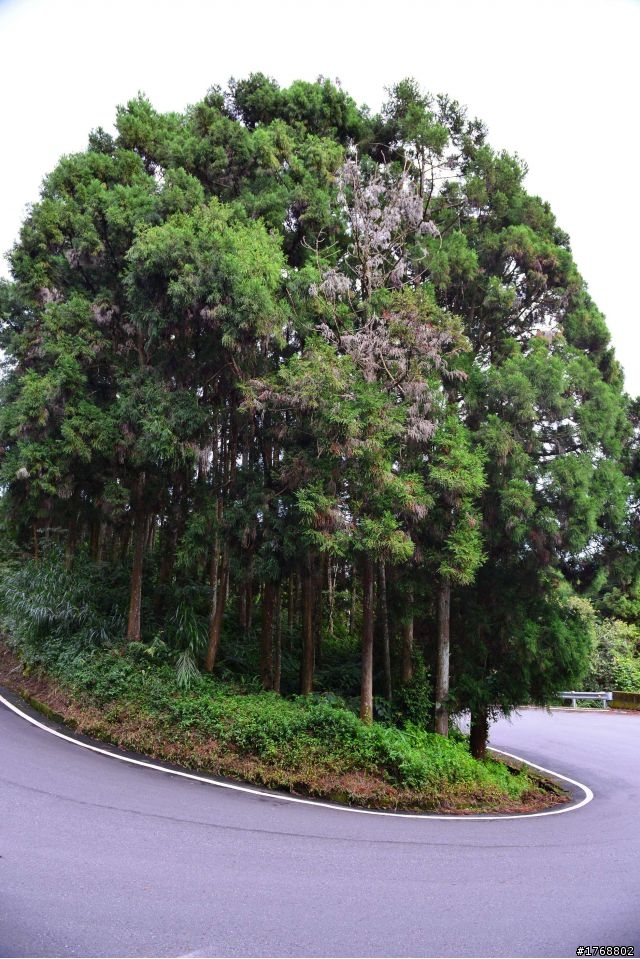 林內車站→竹山→12生肖彎→投49→竹山