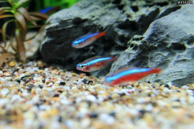 [請益] 燈科魚身上淤血？？