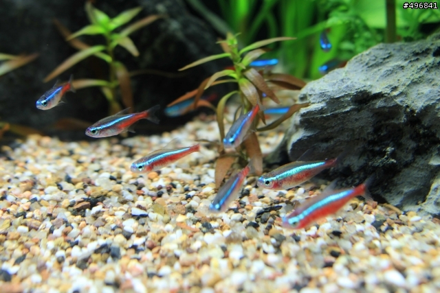 [請益] 燈科魚身上淤血？？