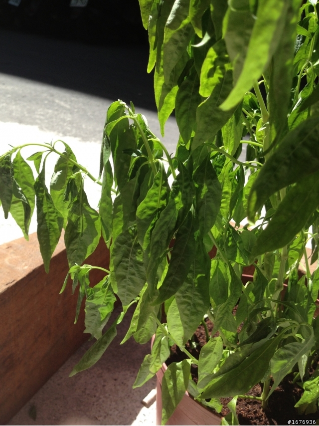 穿心蓮。請問葉子都下垂怎麼處理？