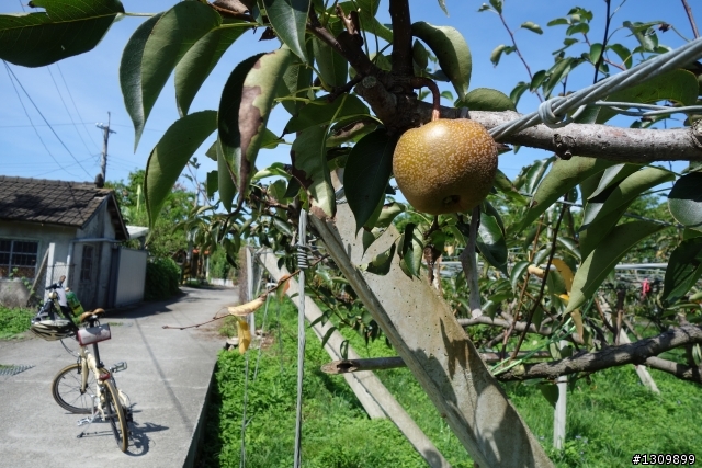 2013 后豐鐵馬道  東豐綠廊道半日遊