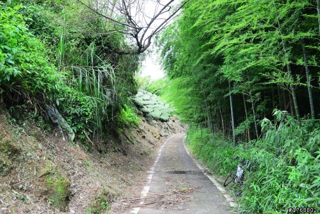 林內車站→竹山→12生肖彎→投49→竹山