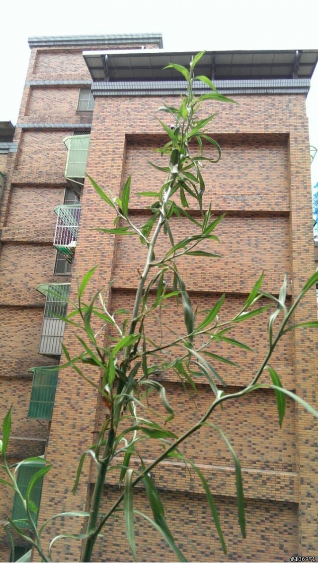 請問植物名