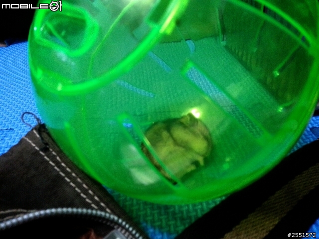 跟大家分享養了兩個月的三線鼠~