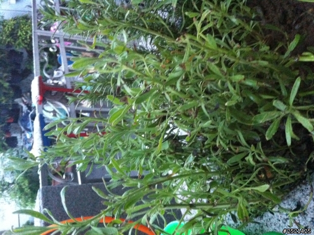 請問各位神人大大，這是什麼花