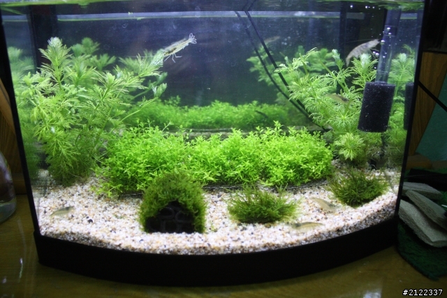 [水族]大和藻蝦怎麼一回事!鮭魚逆水而上嗎!