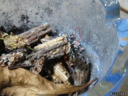 不知名的蟲會吊掛在枝葉上