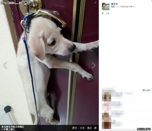 把小狗吊在門把上這樣算不算虐狗!!