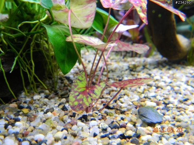 [水族]1.5尺草缸分享~~