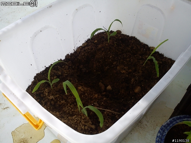 屋頂的有機菜園
