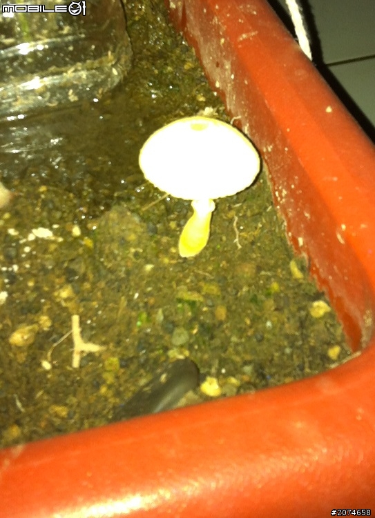 請教菇類名?