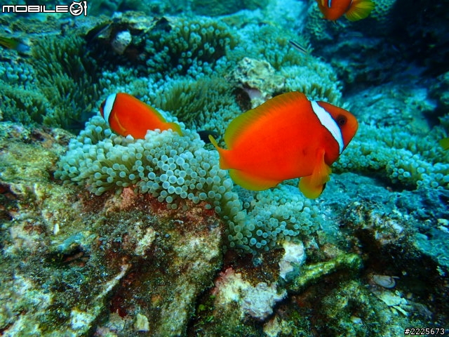 第一次下水就"落漆"的Olympus TG2 (圖多)