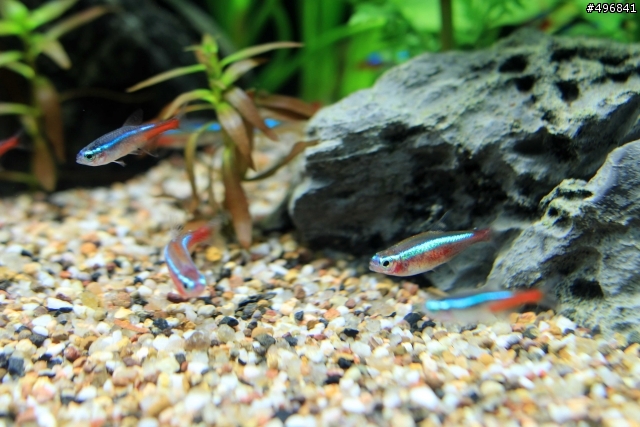[請益] 燈科魚身上淤血？？