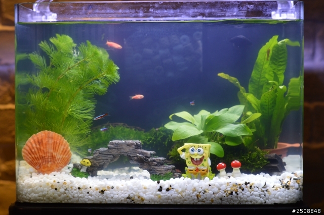 一尺大的水族箱30cmx20cmx25cm能養小觀賞魚多少隻?最多!真的不大.很小一個缸.