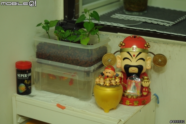 自製迷你魚菜共生系統