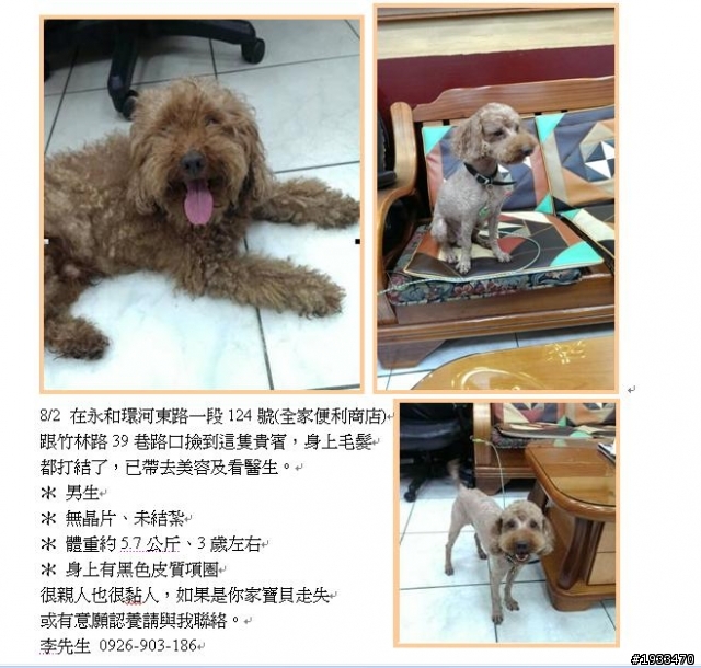 永和走失貴賓狗