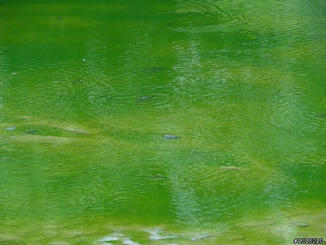 親子旅遊-太魯閣蓮花池步道