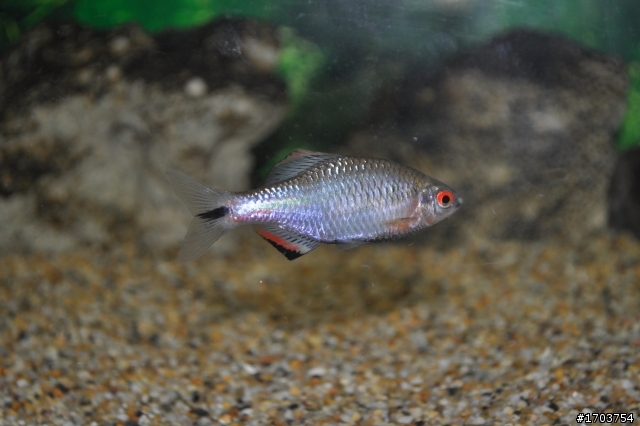 請問這是甚麼魚
