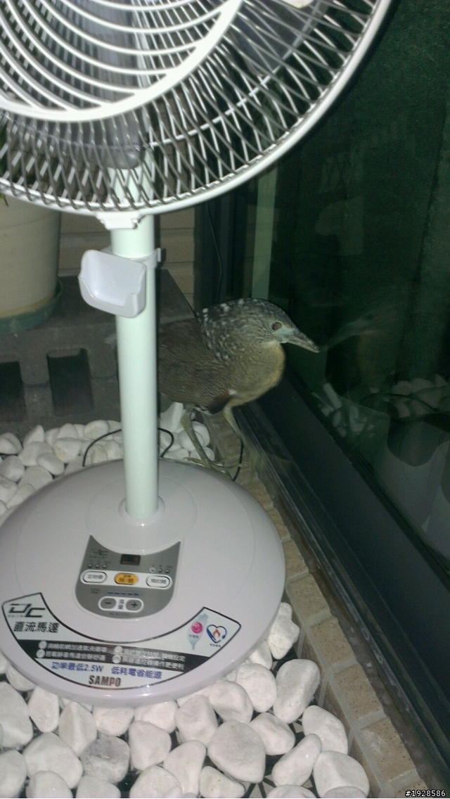 天外飛來一隻鳥
