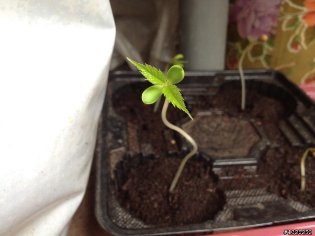 孵了四個月的櫻花終於發芽了~