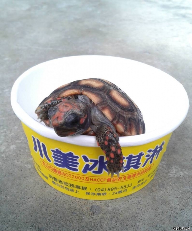 大家好.我是櫻桃紅腿新手