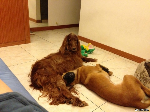 [高雄]8個月大比利時狼犬送養