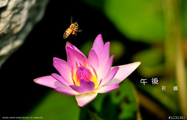 NIKKOR  Ai 135mm f2.8生態試拍