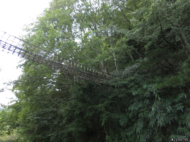清境 新中橫 沒去成的阿里山