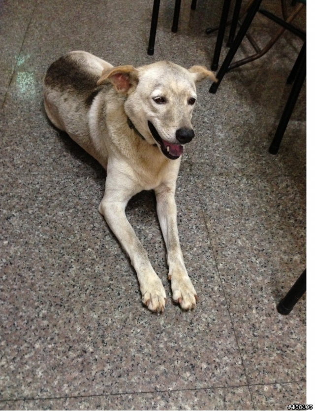認養~~米克斯犬(急~已有附近媽媽放話要抓了)   謝謝  詳內文
