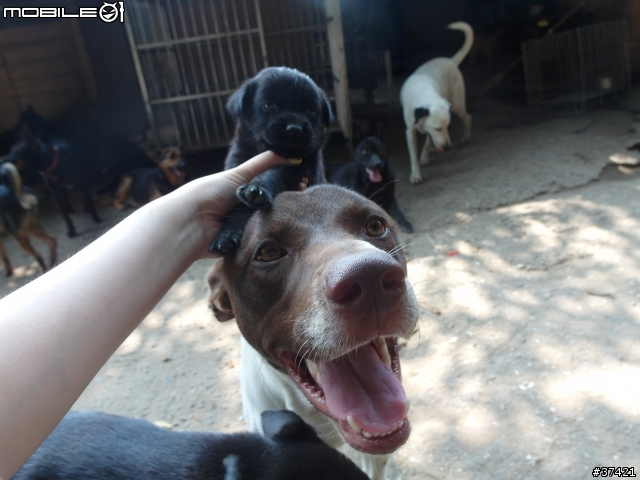 [認養] 傻呼呼的乳牛兄弟(好麻吉) (大牛&小牛)