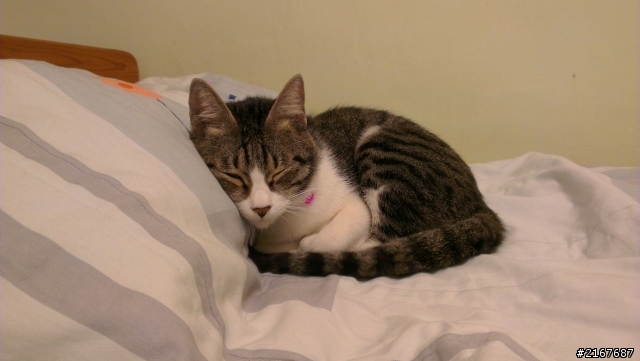 【盲測比較】5款高階手機之首獎Sennheiser  CX300使用感想(內有貓咪小心慎入)