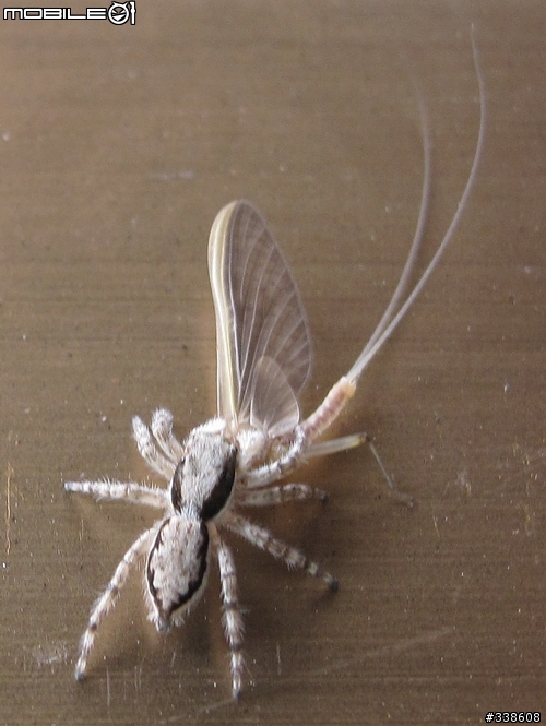 窗台上的獵食秀