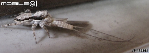 窗台上的獵食秀