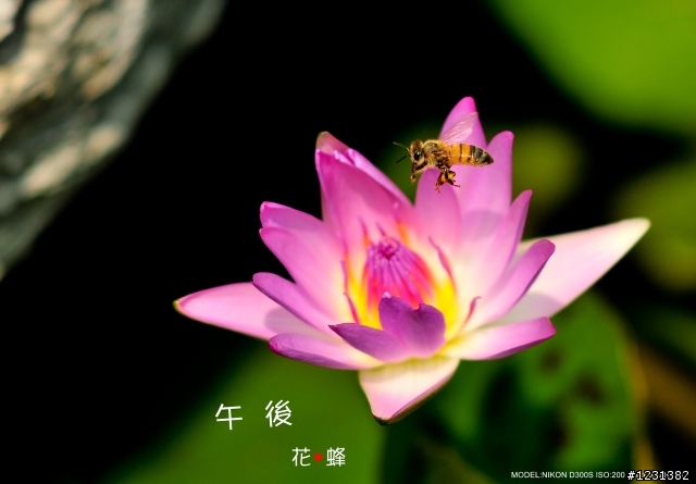 NIKKOR  Ai 135mm f2.8生態試拍