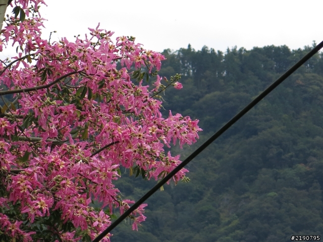 清境 新中橫 沒去成的阿里山