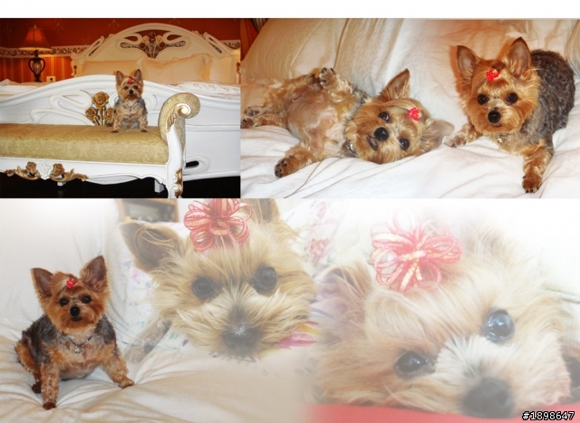 此篇文章獻給我最疼愛的狗女兒「COCO」