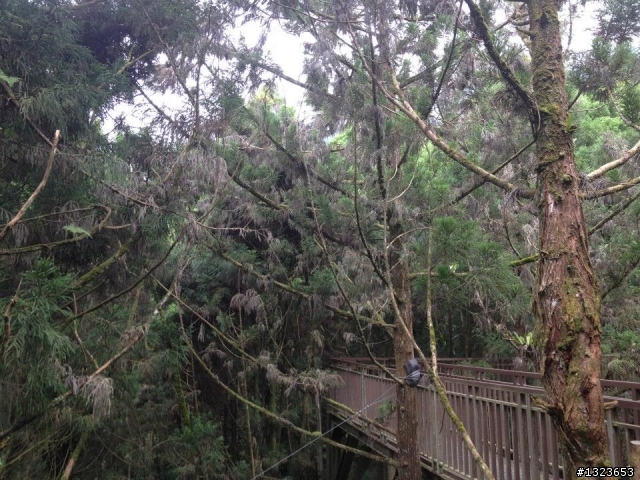 1020701 溪頭一日遊