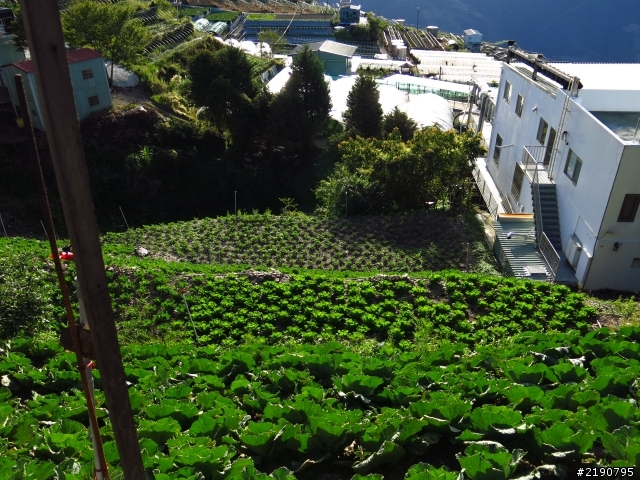 清境 新中橫 沒去成的阿里山