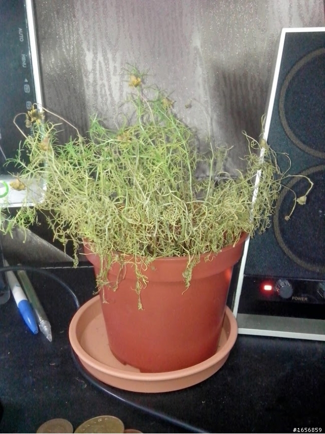 金毛菊 快掛點啦
