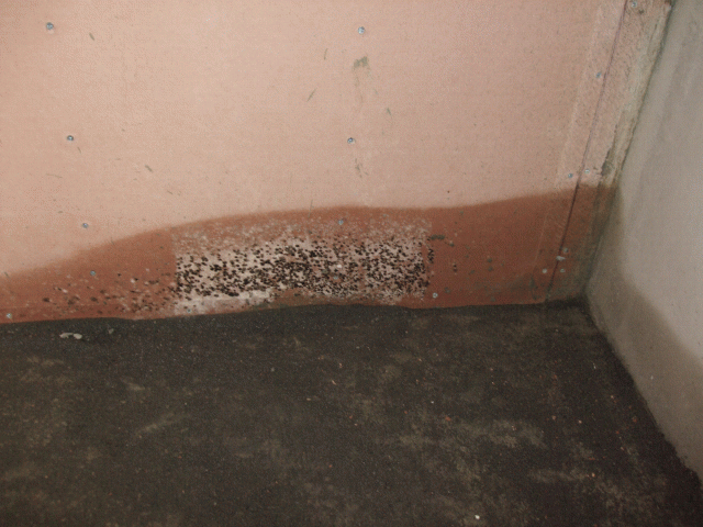 台中快蓋好的建案,颱風過後輕隔間發霉該如何處理?