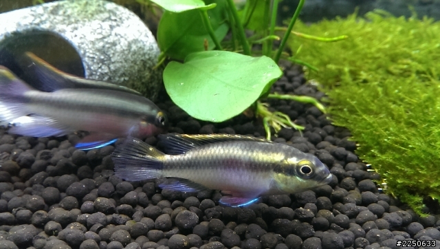短鯛