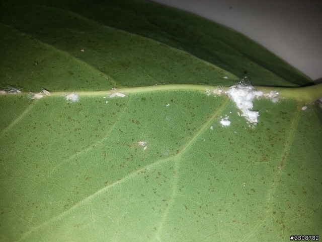 請問：這是什麼蟲