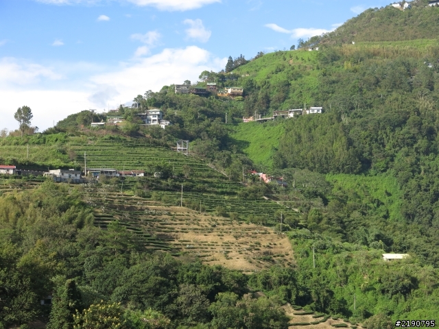 清境 新中橫 沒去成的阿里山