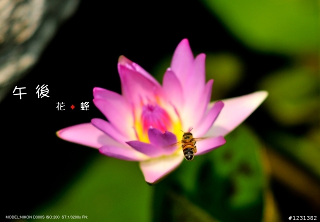 NIKKOR  Ai 135mm f2.8生態試拍