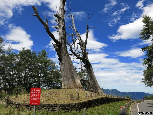 清境 新中橫 沒去成的阿里山